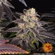 White Runtz Strain – product view 10