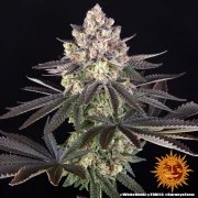 White Runtz Strain – product view 11