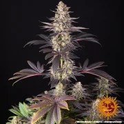 White Runtz Strain – product view 12