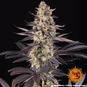 White Runtz Strain – product view 13