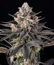 Zoap Strain – product view 1