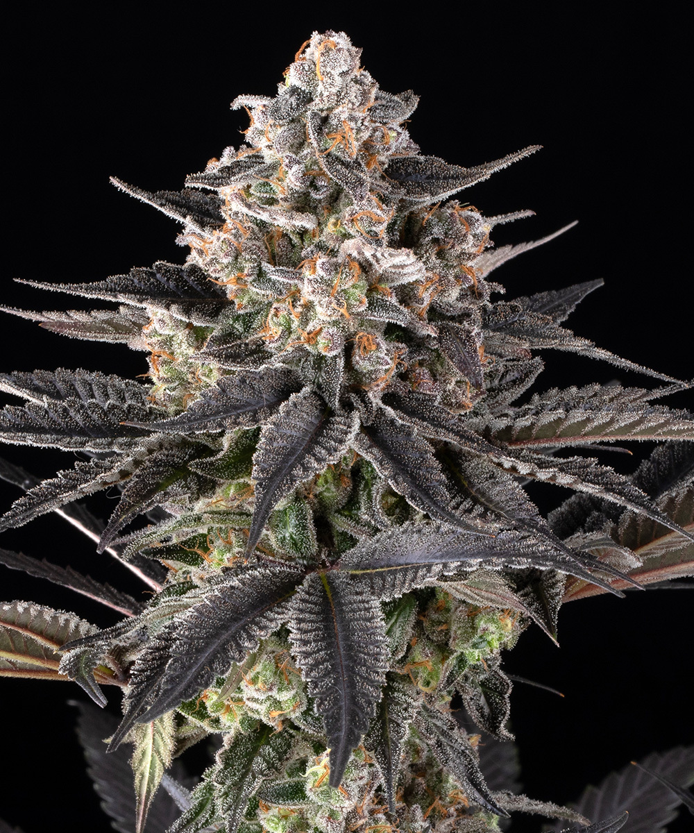 Zoap Strain – product view 1