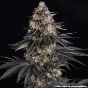Zoap Strain – product view 2