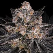 Zoap Strain – product view 3
