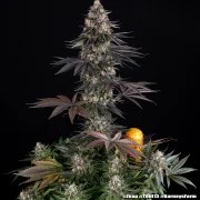 Zoap Strain – product view 4