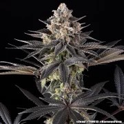 Zoap Strain – product view 5