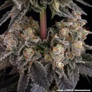Zoap Strain – product view 6