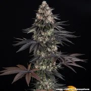 Zoap Strain – product view 7