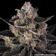 Zoap Strain – product view 8