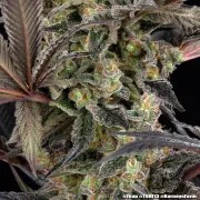 Zoap Strain – product view 9