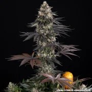 Zoap Strain – product view 10