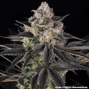Zoap Strain – product view 11