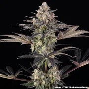 Zoap Strain – product view 12