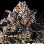 Zoap Strain – product view 13