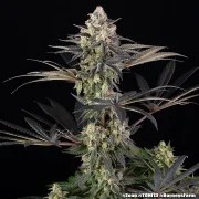 Zoap Strain – product view 14