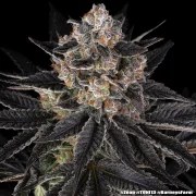 Zoap Strain – product view 15