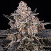 Zoap Strain – product view 16