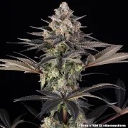 Zoap Strain – product view 17