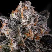 Zoap Strain – product view 18