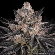 Zoap Strain – product view 19