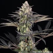 Zoap Strain – product view 20