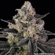 Zoap Strain – product view 21