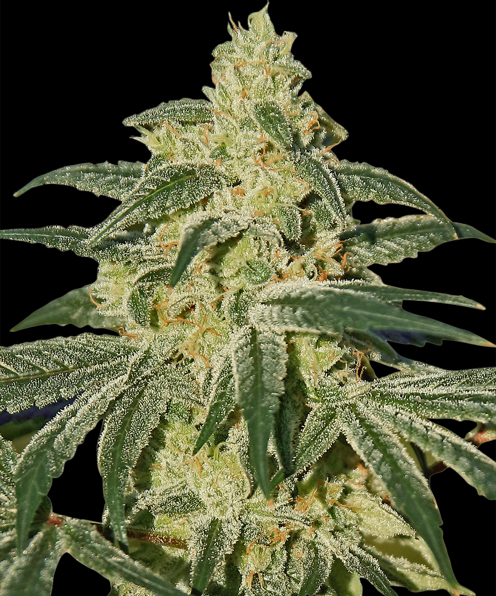 Afghan Hash Plant - Regular Strain – product view 1