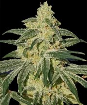 Afghan Hash Plant - Regular Strain – product view 2