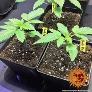 Afghan Hash Plant - Regular Strain – product view 4