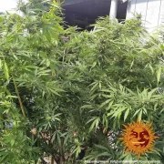 Afghan Hash Plant - Regular Strain – product view 5