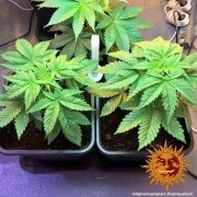 Afghan Hash Plant - Regular Strain – product view 6
