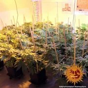 Afghan Hash Plant - Regular Strain – product view 7