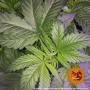 Afghan Hash Plant - Regular Strain – product view 8