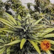 Afghan Hash Plant - Regular Strain – product view 9