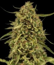 Widow Remedy - Regular Strain – product view 1