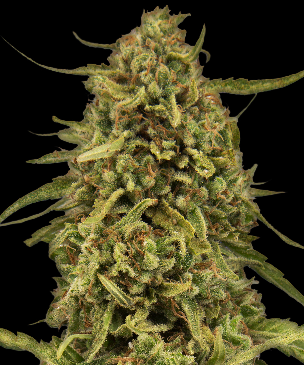 Widow Remedy - Regular Strain – product view 1