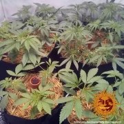Widow Remedy - Regular Strain – product view 2