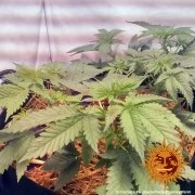 Widow Remedy - Regular Strain – product view 3
