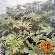 Widow Remedy - Regular Strain – product view 4