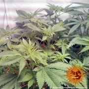Widow Remedy - Regular Strain – product view 5
