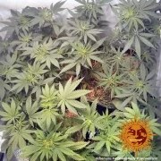 Widow Remedy - Regular Strain – product view 6