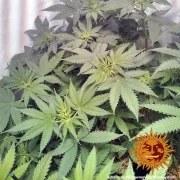 Widow Remedy - Regular Strain – product view 7