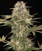 Master Kush - Regular Strain – product view 1