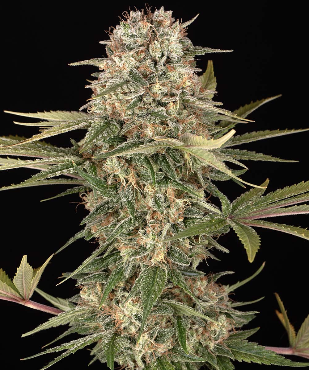 Master Kush - Regular Strain – product view 1