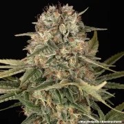 Master Kush - Regular Strain – product view 2