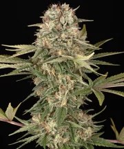 Master Kush - Regular Strain – product view 3
