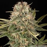 Master Kush - Regular Strain – product view 4