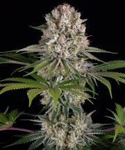 Amnesia Haze Strain – product view 1