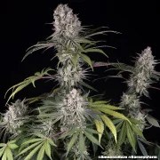 Amnesia Haze Strain – product view 2