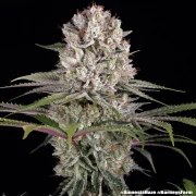 Amnesia Haze Strain – product view 3
